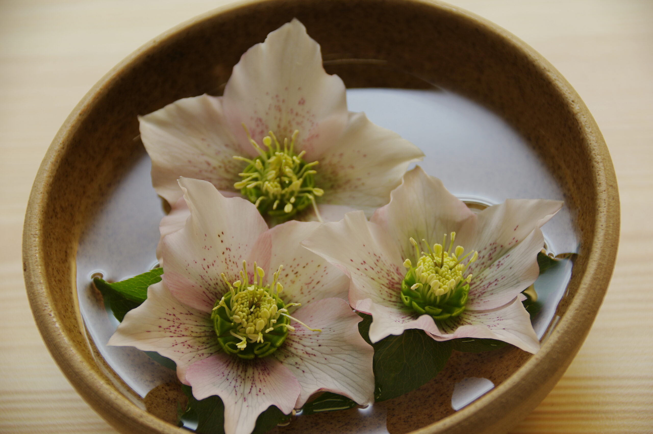 spring_show_img1_2026